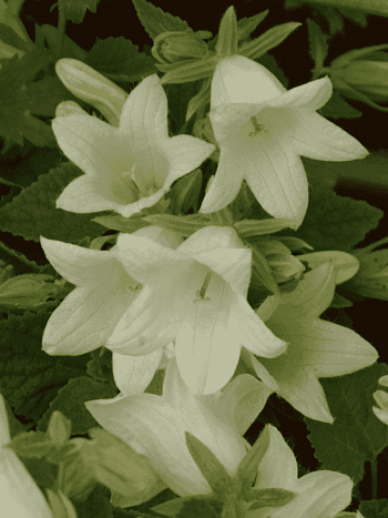 Колокольчик бледноохряный Mrs van Vollenhoven