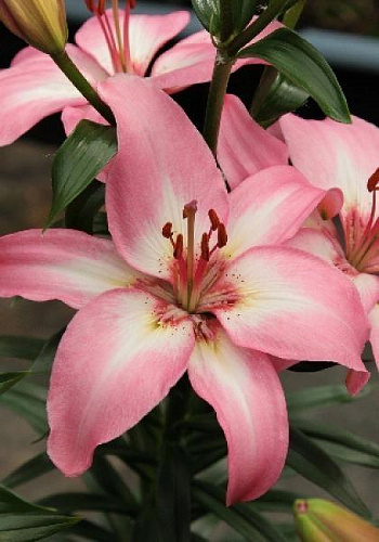 Лилия азиатская АйсБерри НАБОР 2ШТ (2+2)