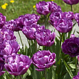 Тюльпан Махровый Lilac Perfection