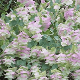 Душица круглолистная