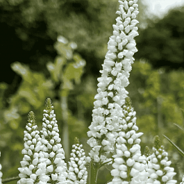 Вероника колосистая Alba