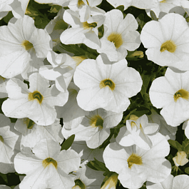 Калибрахоа Calipetite White