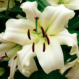 Лилия ОТ-гибрид Притти Вуман НАБОР 2ШТ (2+2) Лилия ОТ-гибрид Притти Вуман НАБОР 2ШТ (2+2)