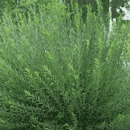 Ива пурпурная Маяк