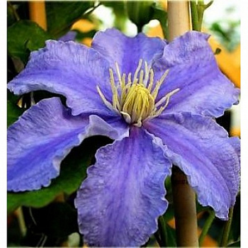 Клематис крупноцветковый Фредерик Шопен