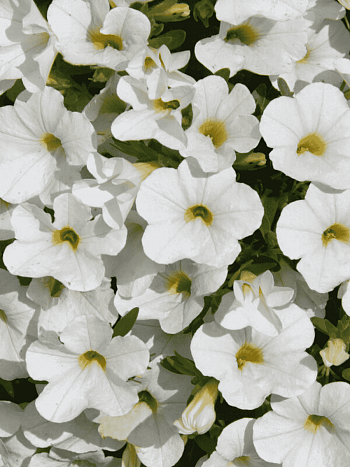 Калибрахоа Calipetite White