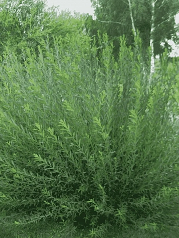 Ива пурпурная Маяк