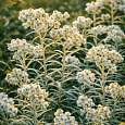 Анафалис жемчужный Neuschnee
