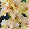 Гладиолус Rumba Frizzle