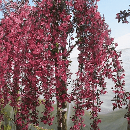 Яблоня декоративная Royal Beauty