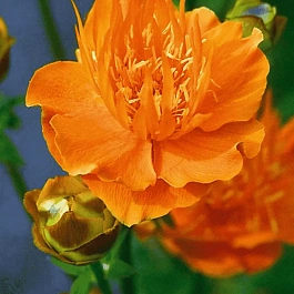 Купальница европейская Orange Princess