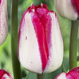 Тюльпан Джаст Кисст