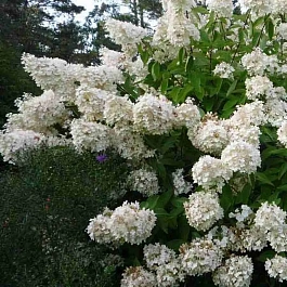 Гортензия метельчатая Matilde