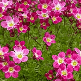 Камнеломка Арендса Carpet Purple Robe