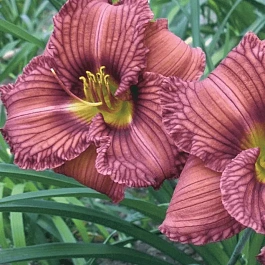 Лилейник Nowhere to Hide