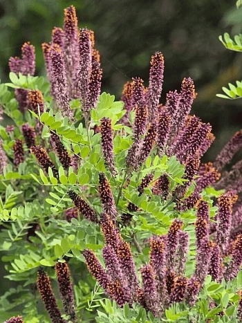 Аморфа кустарниковая 