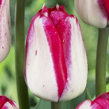 Тюльпан Джаст Кисст