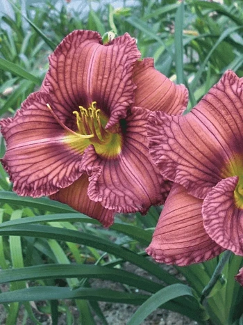 Лилейник Nowhere to Hide