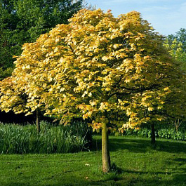 Клен ложноплатановый