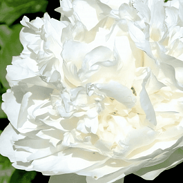 Пион Молочноцветковый Single White