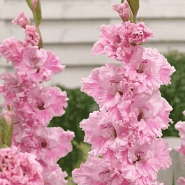 Гладиолус Самара