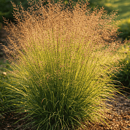 Споробол раскидистый