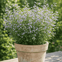 Душевик котовниковый Blue Cloud