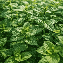 Мята Фруктовый лёд