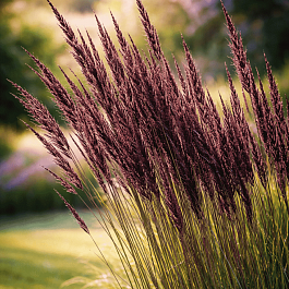 Молиния тростниковая Black arrows