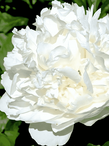 Пион Молочноцветковый Single White