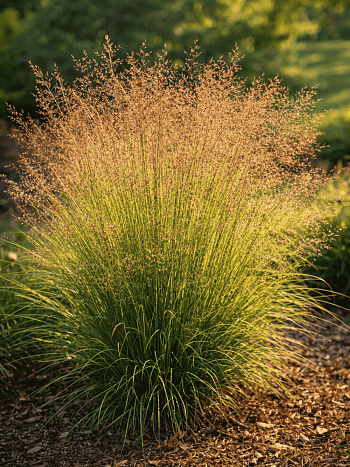 Споробол раскидистый