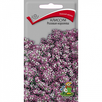 Алиссум Розовая королева