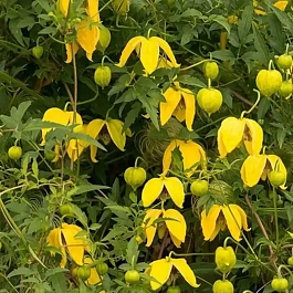 Клематис Тангутский