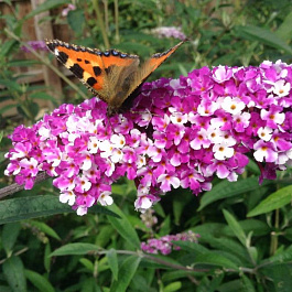 Буддлея Давида Беррис энд Крим Буддлея Давида Беррис энд Крим