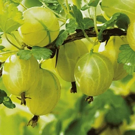 Крыжовник Мукуринес 1-2 года