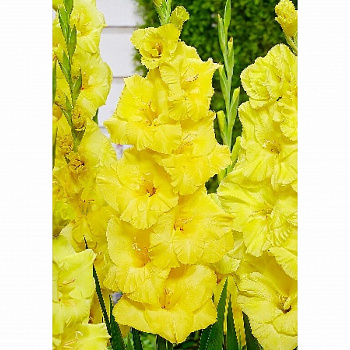 Гладиолус крупноцветковый Бананарама