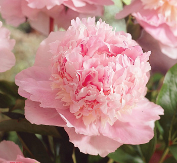 Пион травянистый Эденс Парфюм