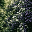 Клематис прямой Purpurea