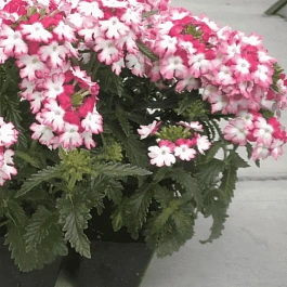 Вербена гибридная Obsession Twister Red