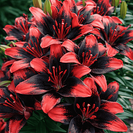 Лилия Tiny Shadow