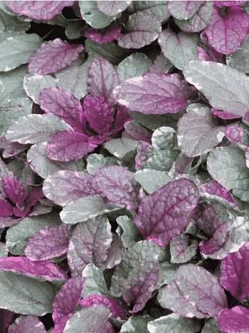 Живучка ползучая Burgundy Glow