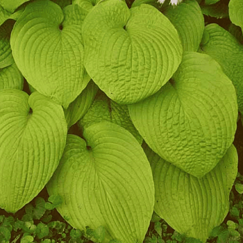 Хоста гибридная Голден Вафлс Хоста гибридная Голден Вафлс