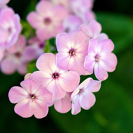 Флокс келси Розетта