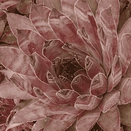 Молодило паутинистое Cameleon