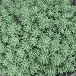 Очиток испанский