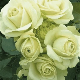 Роза Флорибунда Lovely Green