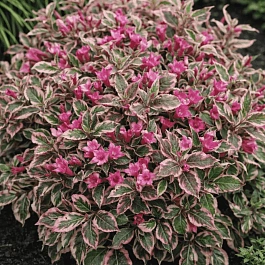 Вейгела цветущая Monet