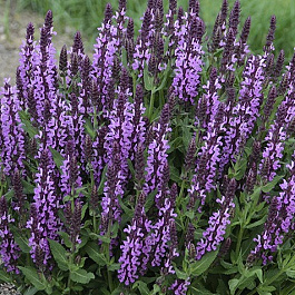 Сальвия дубравная (Шалфей) Вайлеткенигин