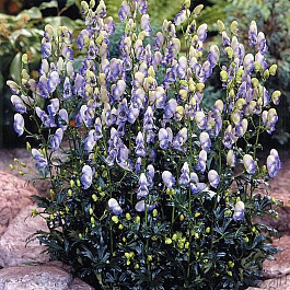 Аконит каммарум Биколор