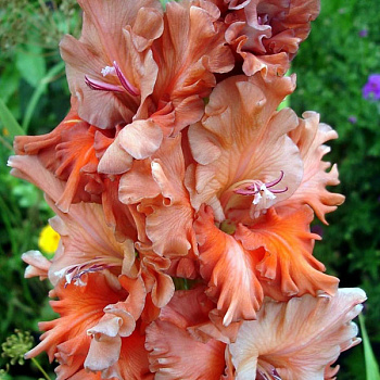 Гладиолус "Огни Городов" Уфа